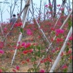 冷月、跛狼直播间-美女视频聊天交友-六间房美女务川县图片