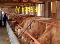 shangxumuy主播照片