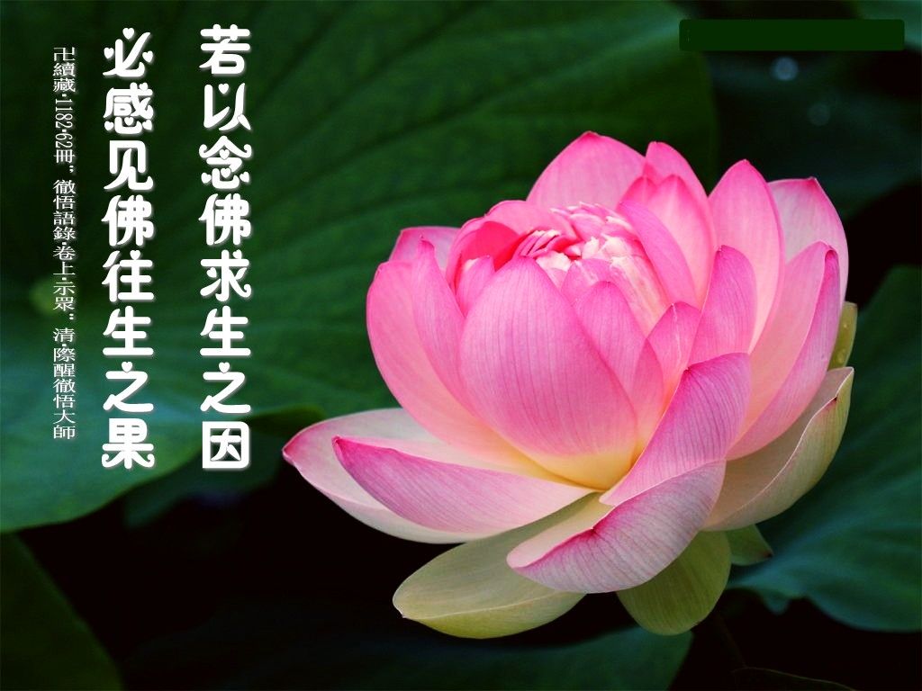 阿弥陀佛!的主播照片