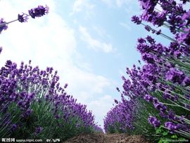 天空永远的蓝主播照片