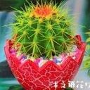 ◆仙人球◆海报