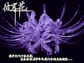 手捧彼岸花求婚奈何桥主播照片