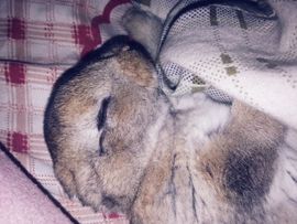 靠实力把自己养胖主播照片