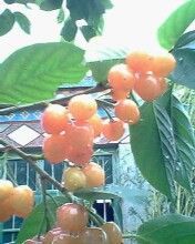 怀里抱着你主播照片