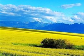 ☪☂九弟☂☀主播照片