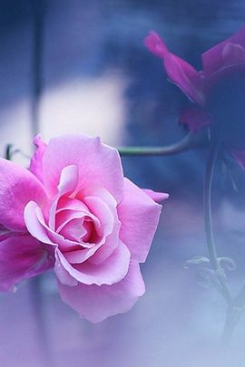 葫芦丝清澈馨⌒_⌒✿主播照片