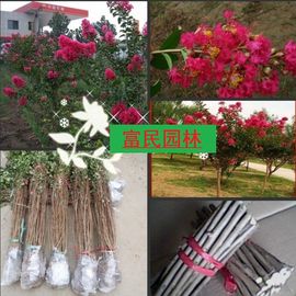 9五之尊绿化苗木主播照片