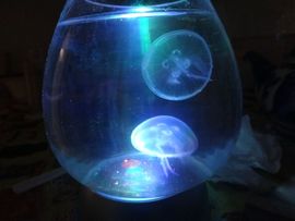 習慣有妮主播照片