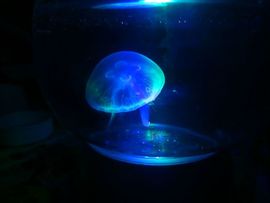 習慣有妮主播照片