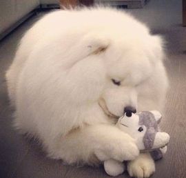 ✿゛丹ゞ宝主播照片