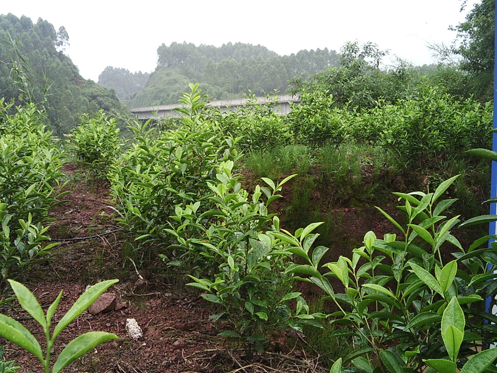 Ml☾水晶〆茶园☽的主播照片