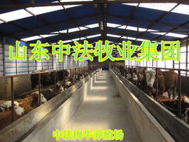 中法肉牛养殖场主播照片