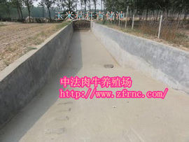 中法肉牛养殖场主播照片