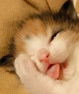 ♀~❤~小妞主播照片