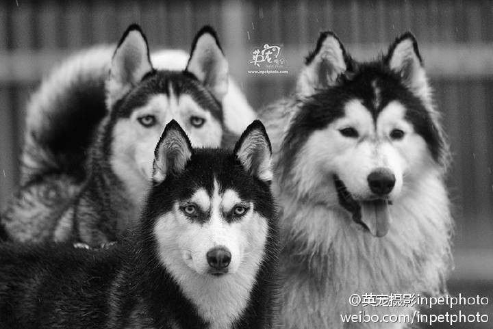 阿尔法93号的主播照片