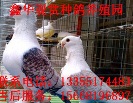 864480060主播照片