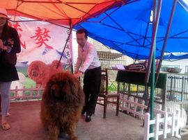 劳士alan主播照片