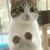 猫仙人王小贱海报