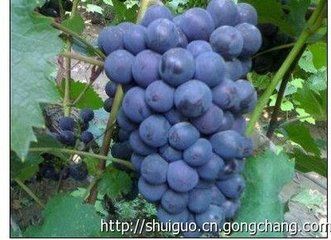 じ想念★╮守護(hù)佳陰的主播照片