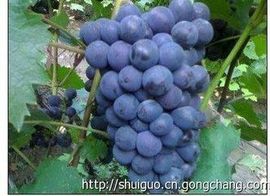 じ想念★╮守护佳阴主播照片