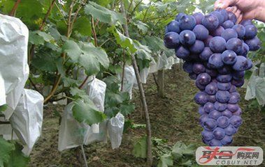じ想念★╮守護(hù)佳陰的主播照片