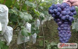 じ想念★╮守护佳阴主播照片