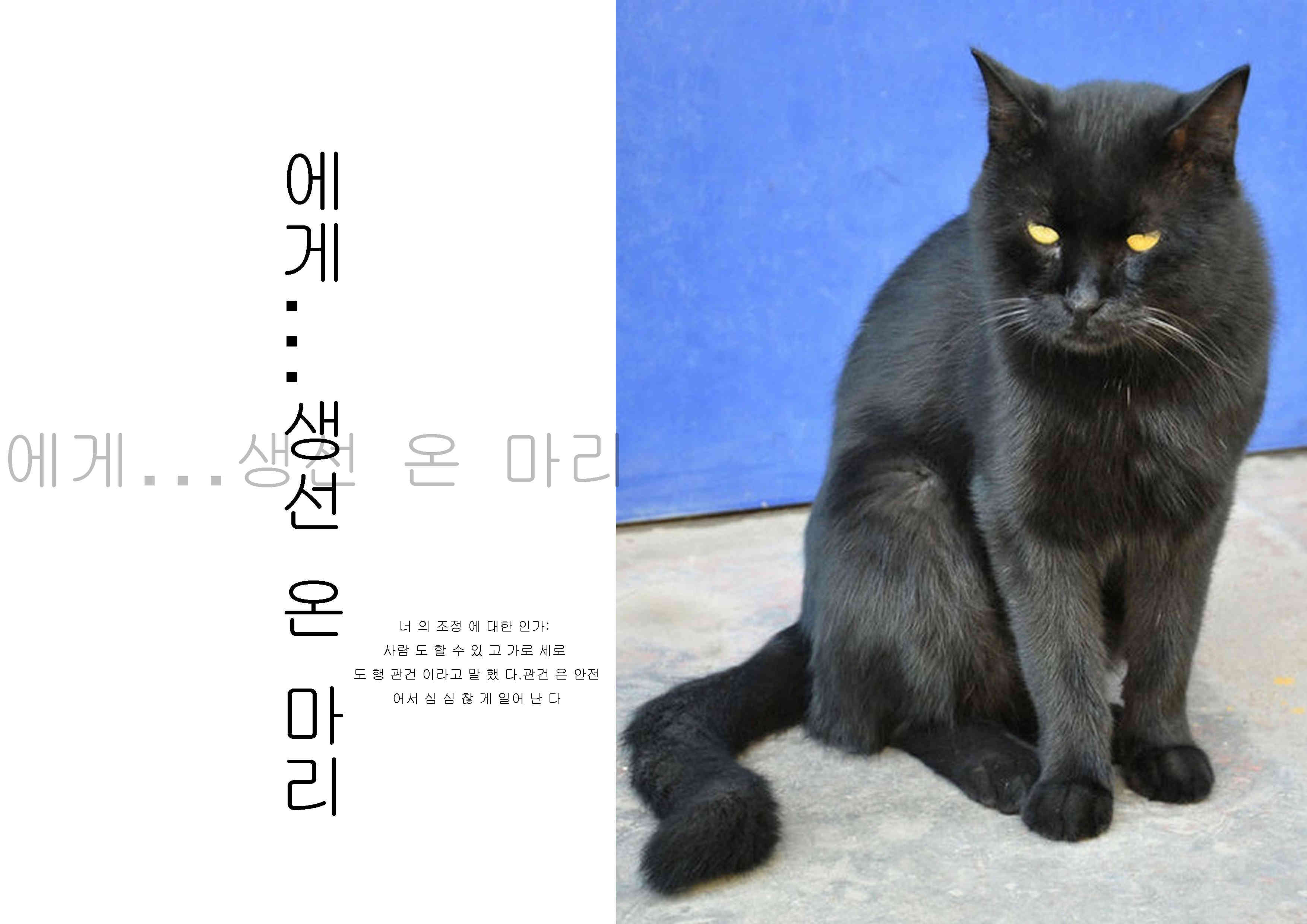 挑逗猫的老鼠主播照片