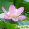 秋枫落叶0