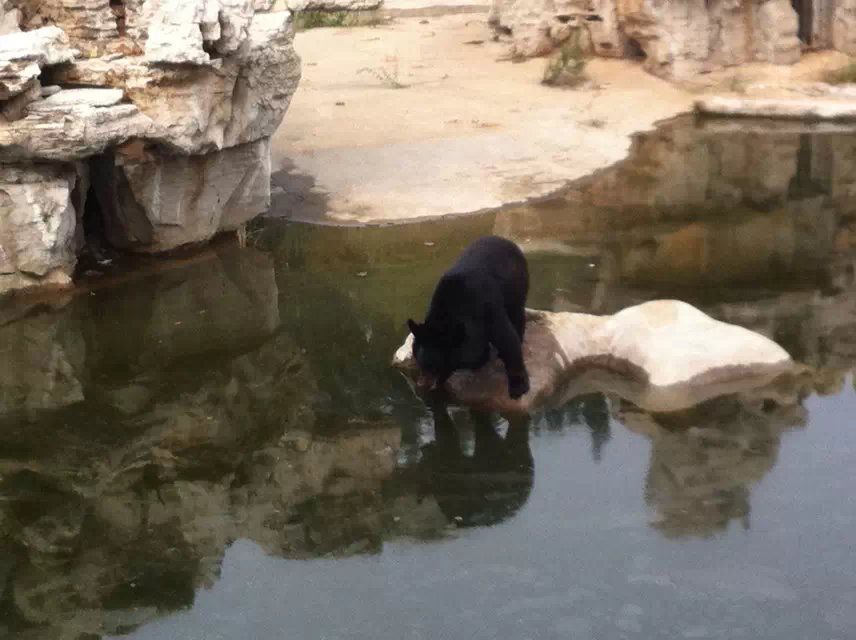 无骑竉的主播照片