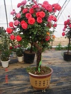 逸轩花卉园艺主播照片