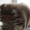 骑猪行天下*