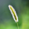 红尘一棵草