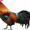 韩韩家彬哥tn