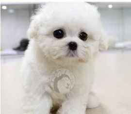 ☜❤中国一一❤☞主播照片
