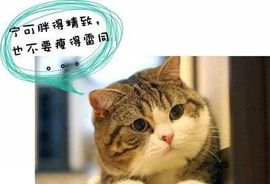 ︿道哥︿主播照片