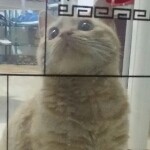 么么七间房