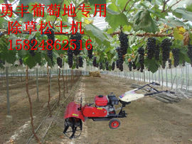 nongfenga主播照片