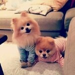 我不酸我甜