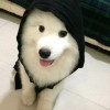^O^懒人