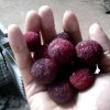 命中属定