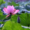 星期八“嫁给我”的头像