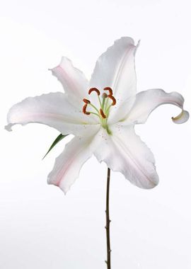 月光2018主播照片
