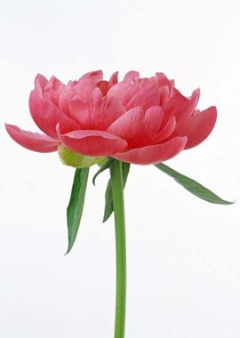 月光2018主播照片