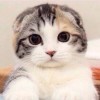 香猫公子