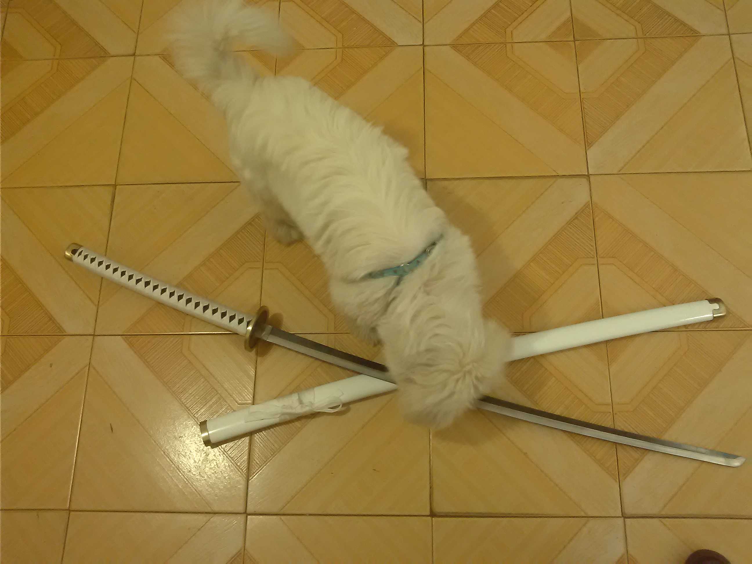 上古黄帝的主播照片