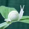 一只蜗牛g海报