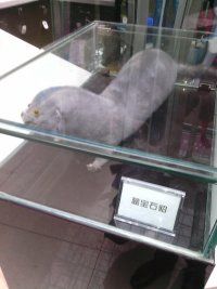 皇家马德里♀.com的主播照片