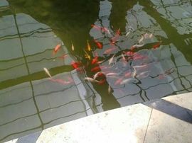 ☆♪大猫咪♪☆主播照片