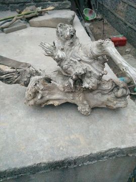 老虎爱上猫咪520主播照片