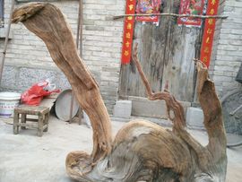 老虎爱上猫咪520主播照片